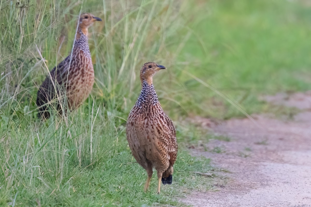 Red-winged Francolin - ML640923474
