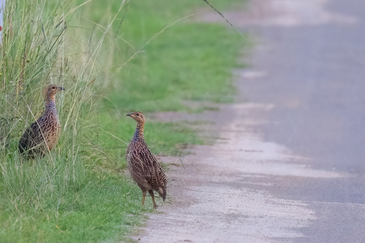 Red-winged Francolin - ML640923475