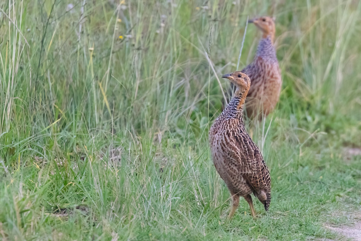 Red-winged Francolin - ML640923476