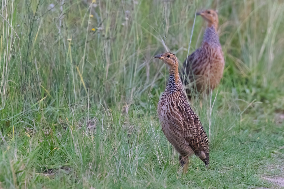 Red-winged Francolin - ML640923477