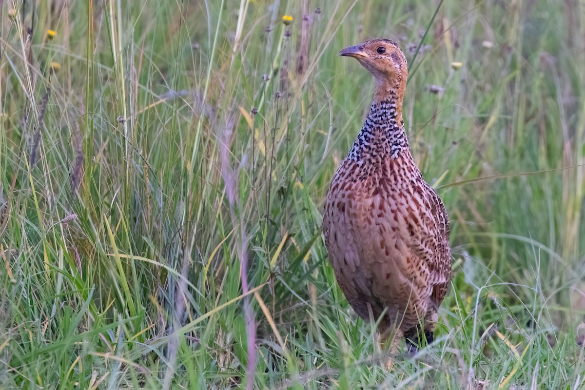 Red-winged Francolin - ML640923478