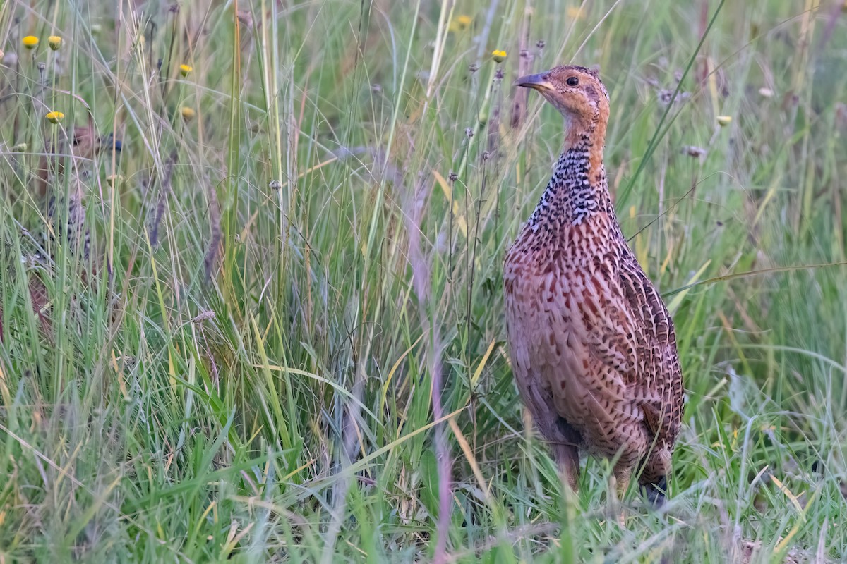 Red-winged Francolin - ML640923479