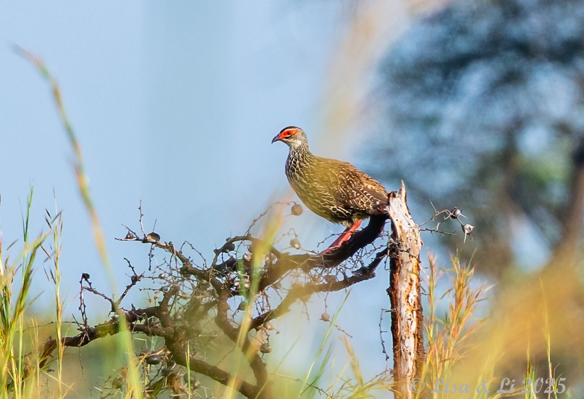 Clapperton's Spurfowl - ML640923483