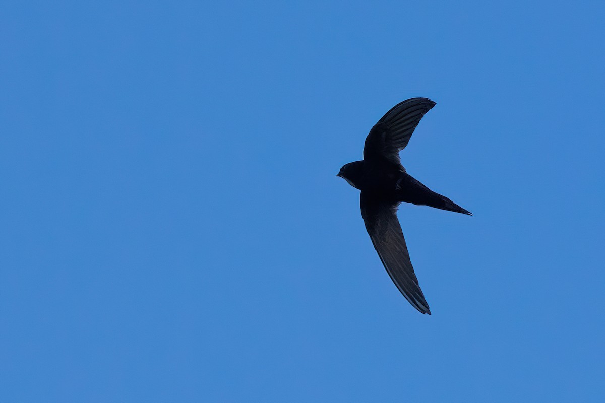 White-rumped Swift - ML640923492