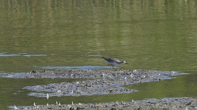 Wilson's Phalarope - ML640923505