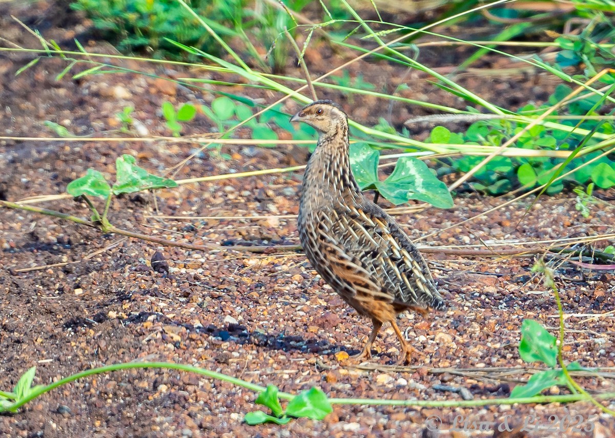 Common Quail - ML640923508