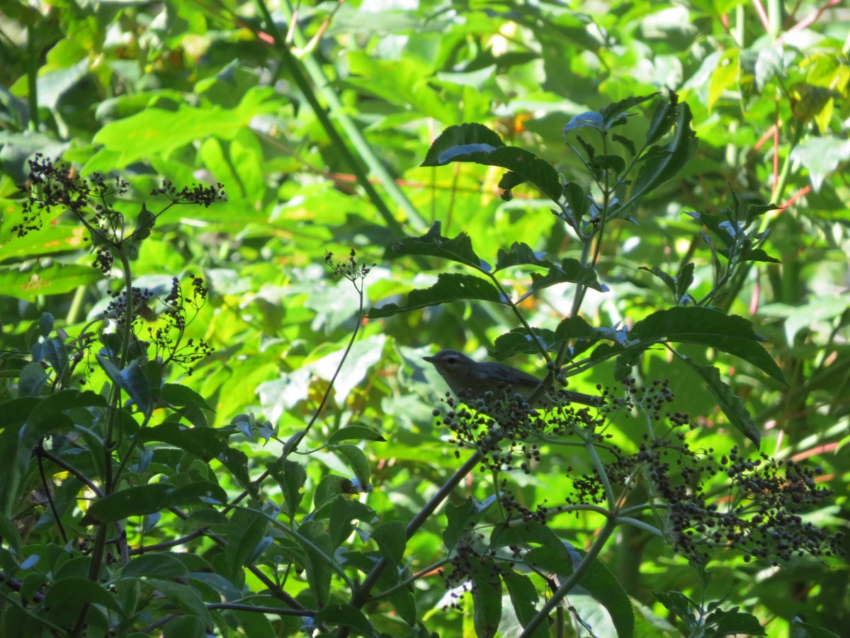 Warbling Vireo - ML64092351