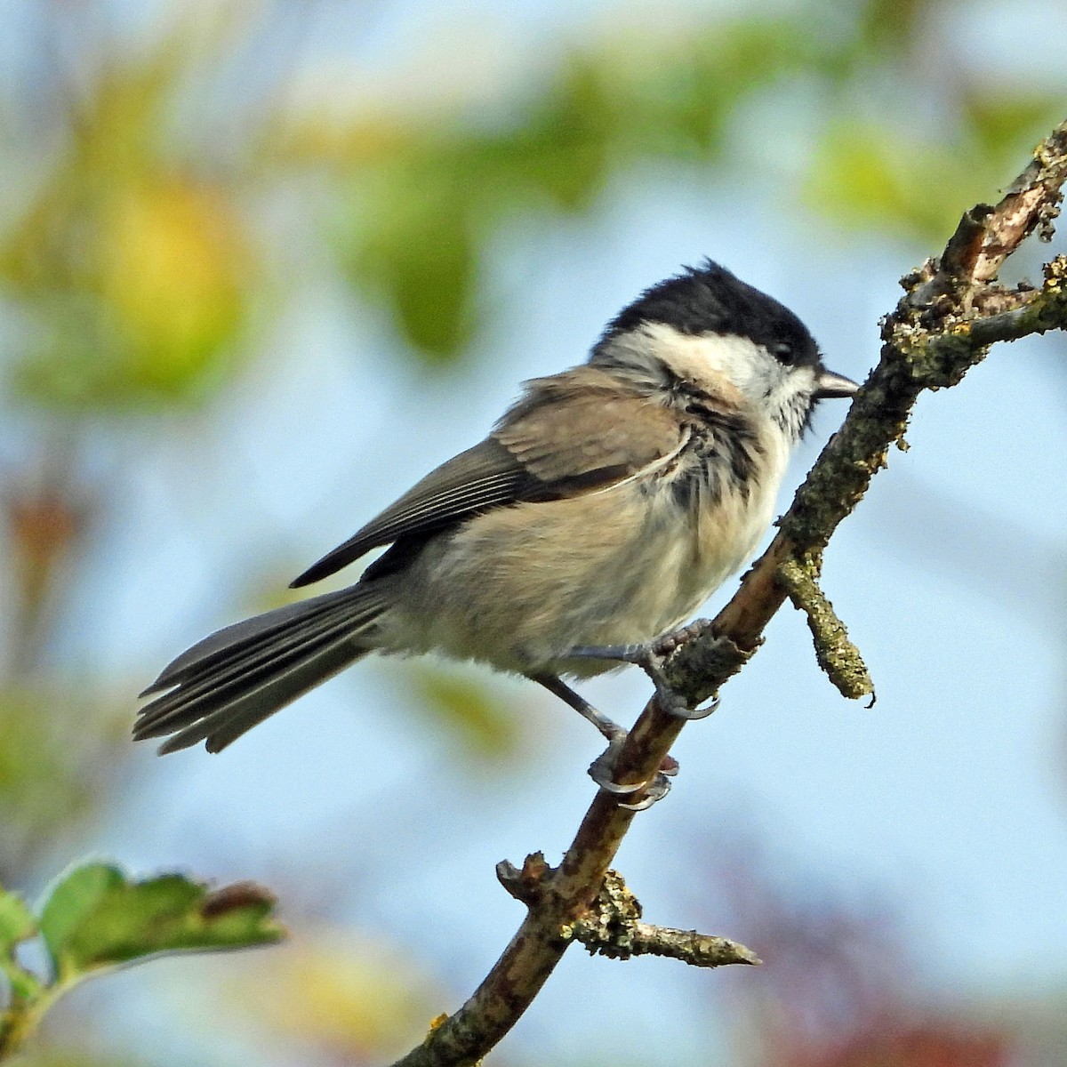 Mésange nonnette - ML640923520