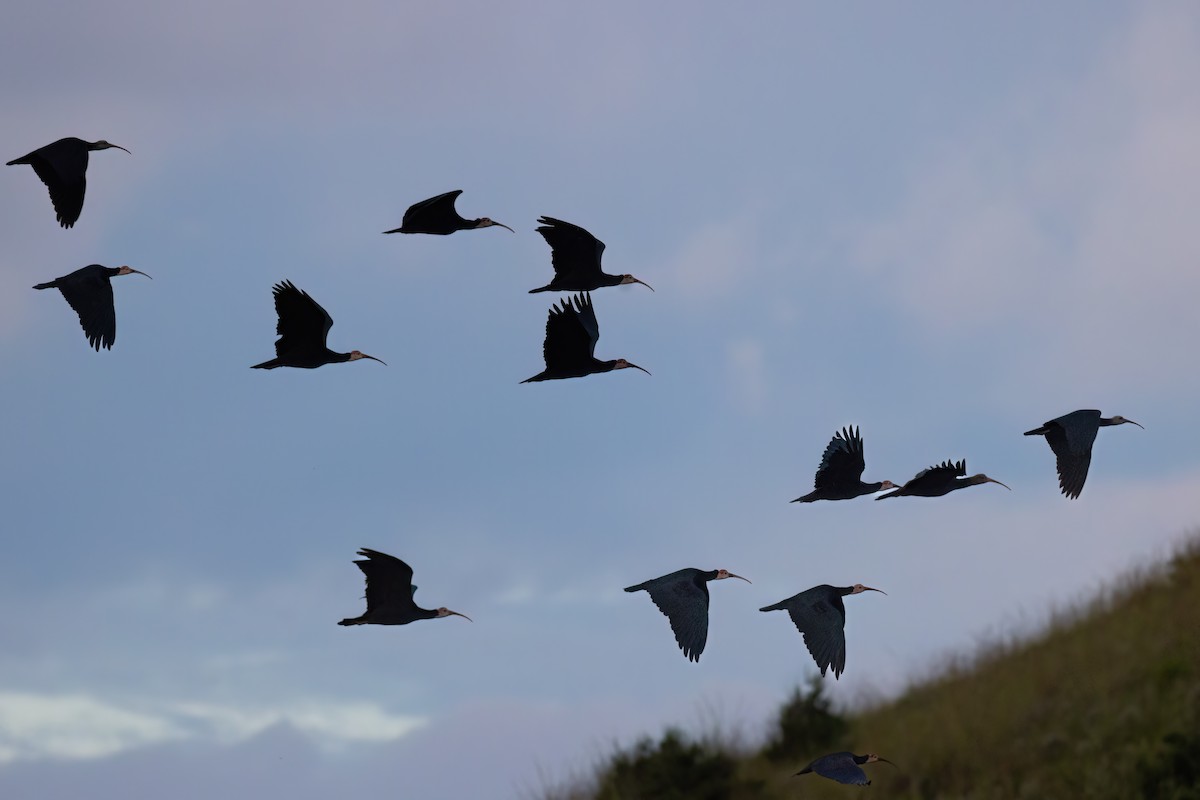 Southern Bald Ibis - ML640923529