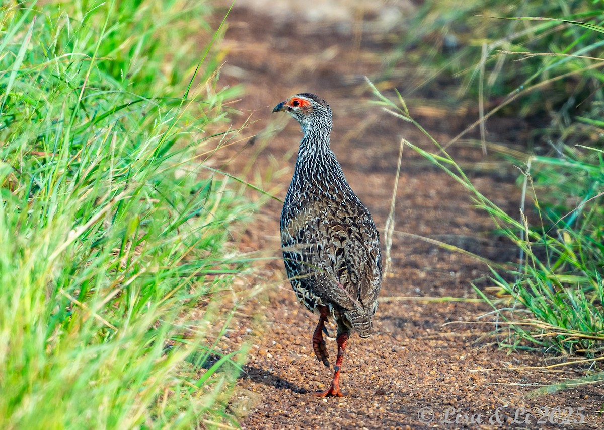 Clapperton's Spurfowl - ML640923530