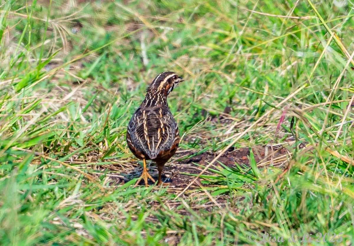 Harlequin Quail - ML640923533