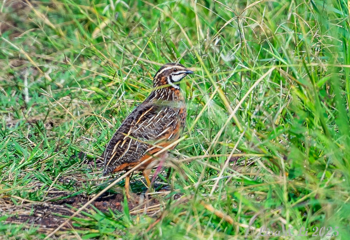 Harlequin Quail - ML640923534