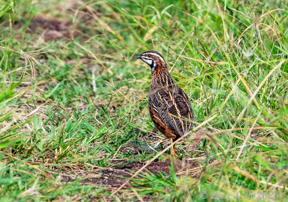 Harlequin Quail - ML640923535