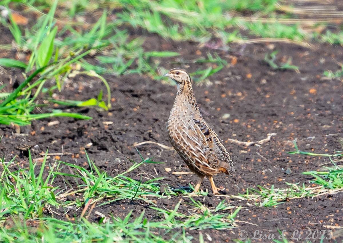 Common Quail - ML640923537