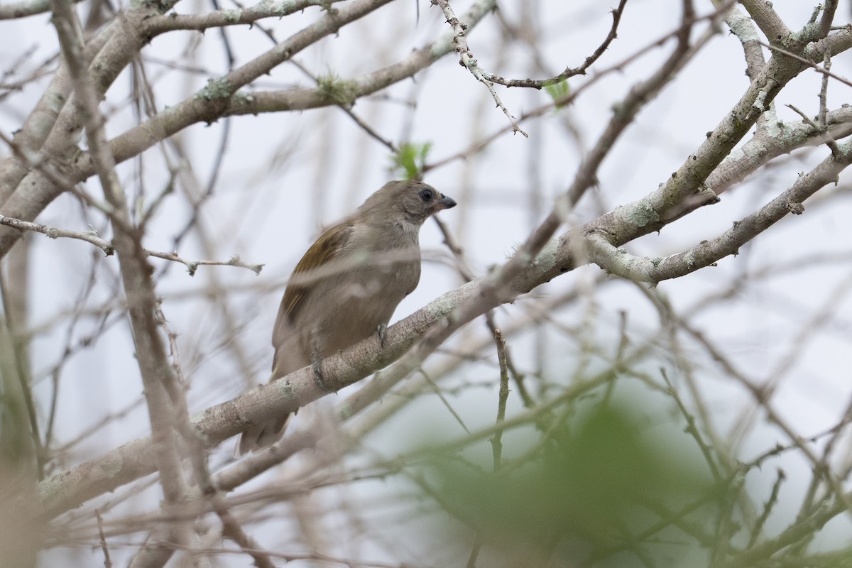 Lesser Honeyguide - ML640923541