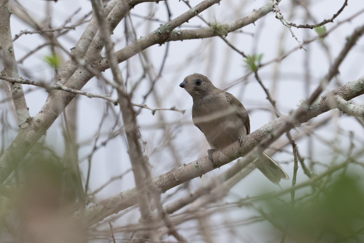 Lesser Honeyguide - ML640923542