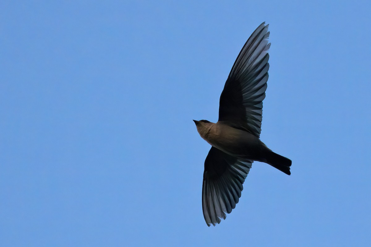 Southern Crag-Martin - ML640923552