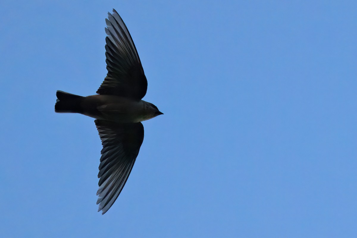 Southern Crag-Martin - ML640923553