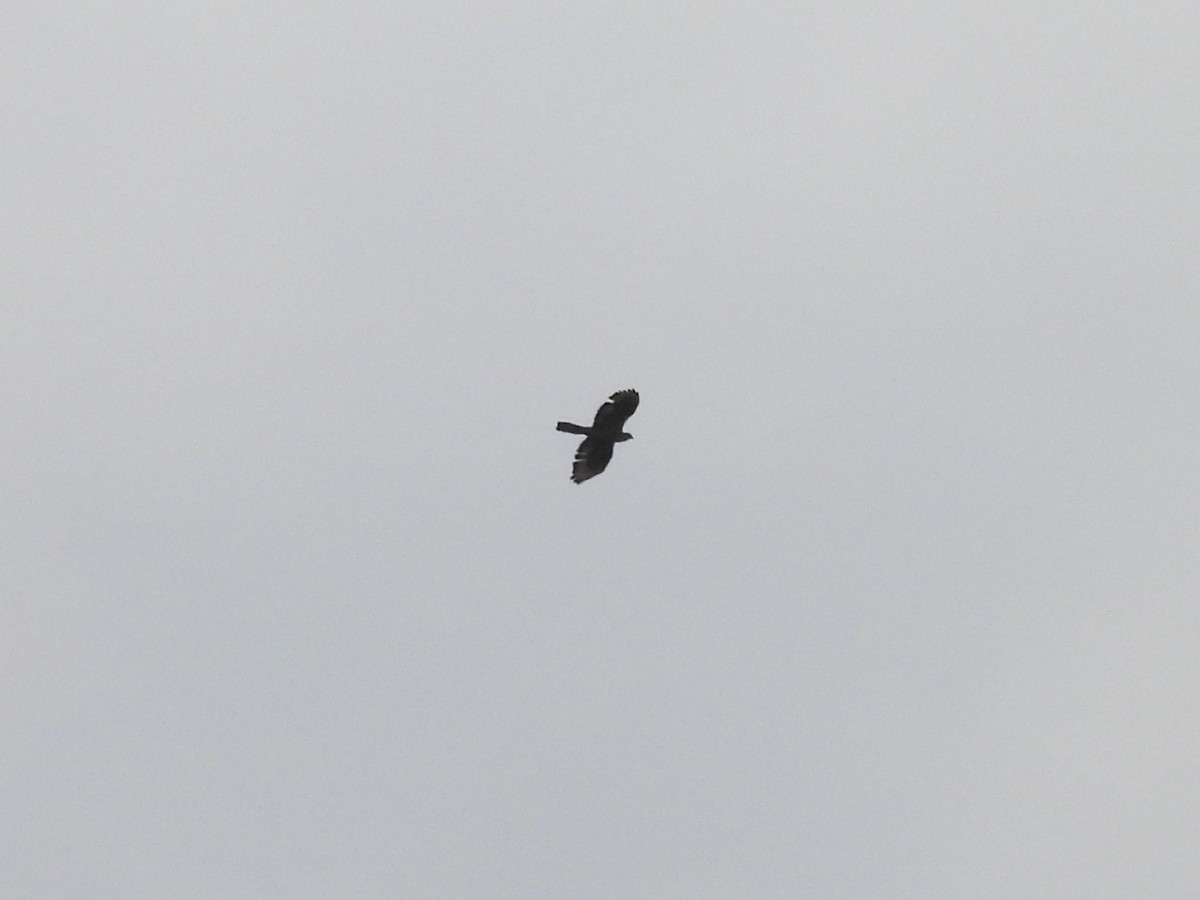 European Honey-buzzard - ML640923556