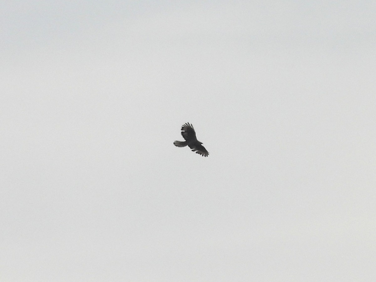 European Honey-buzzard - ML640923557