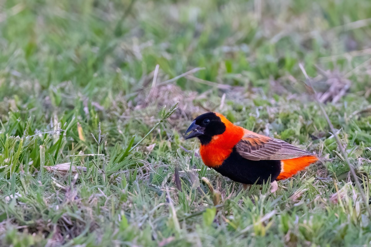 Southern Red Bishop - ML640923562