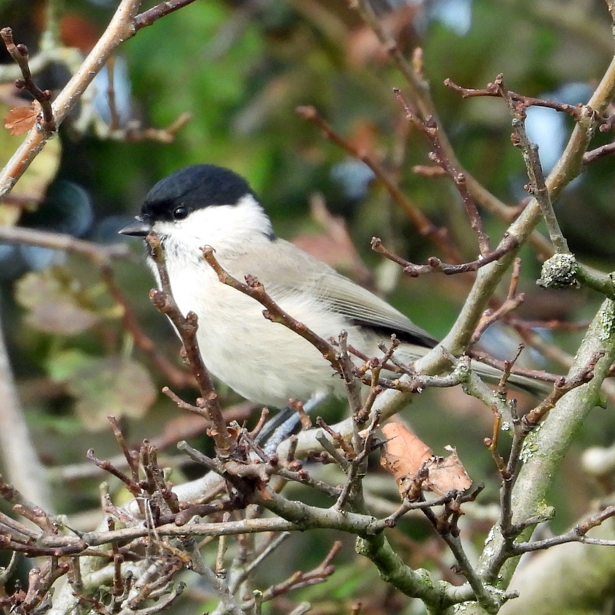 Mésange nonnette - ML640923567