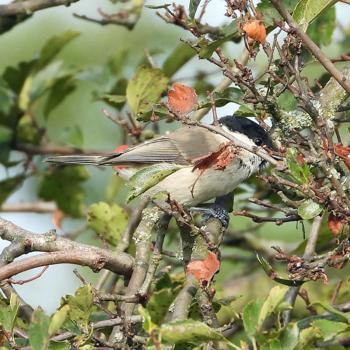 Mésange nonnette - ML640923568