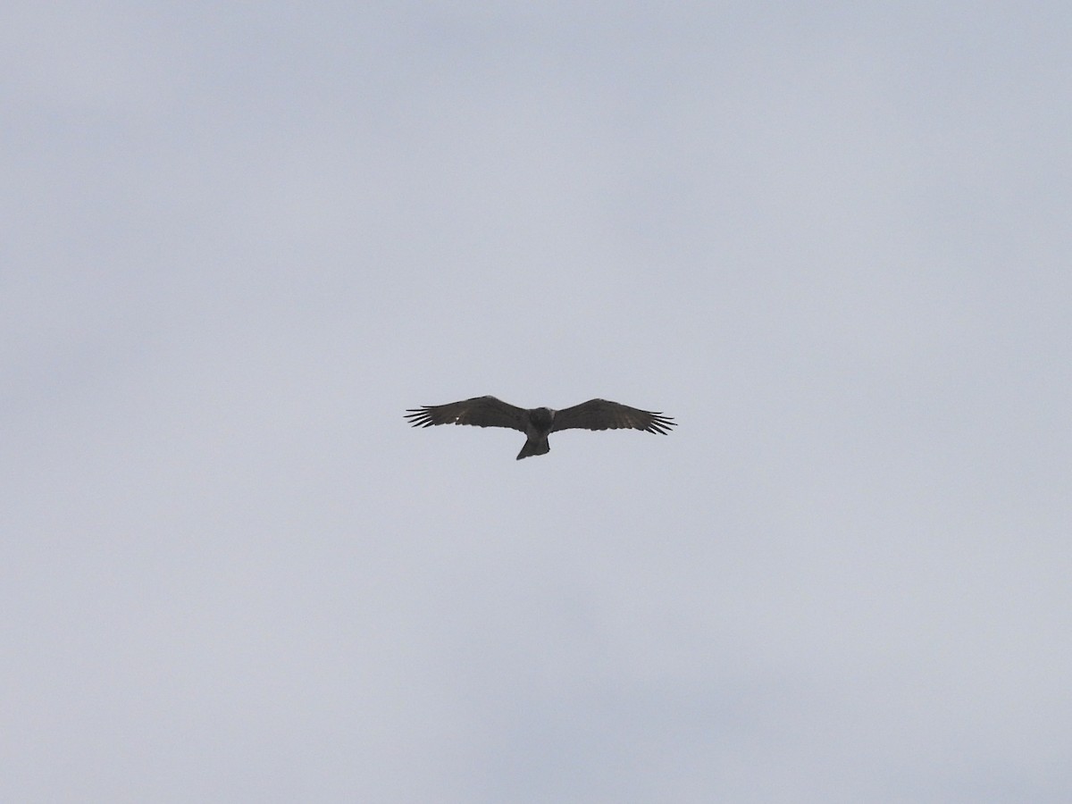 Short-toed Snake-Eagle - ML640923571