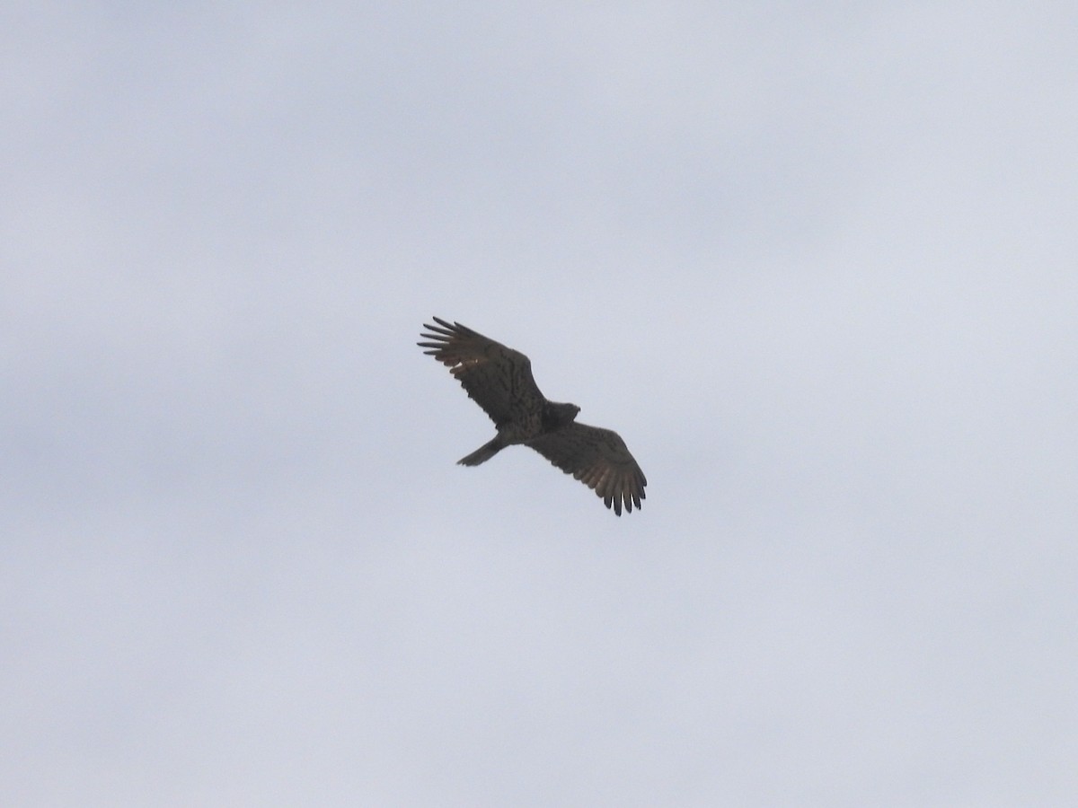 Short-toed Snake-Eagle - ML640923572