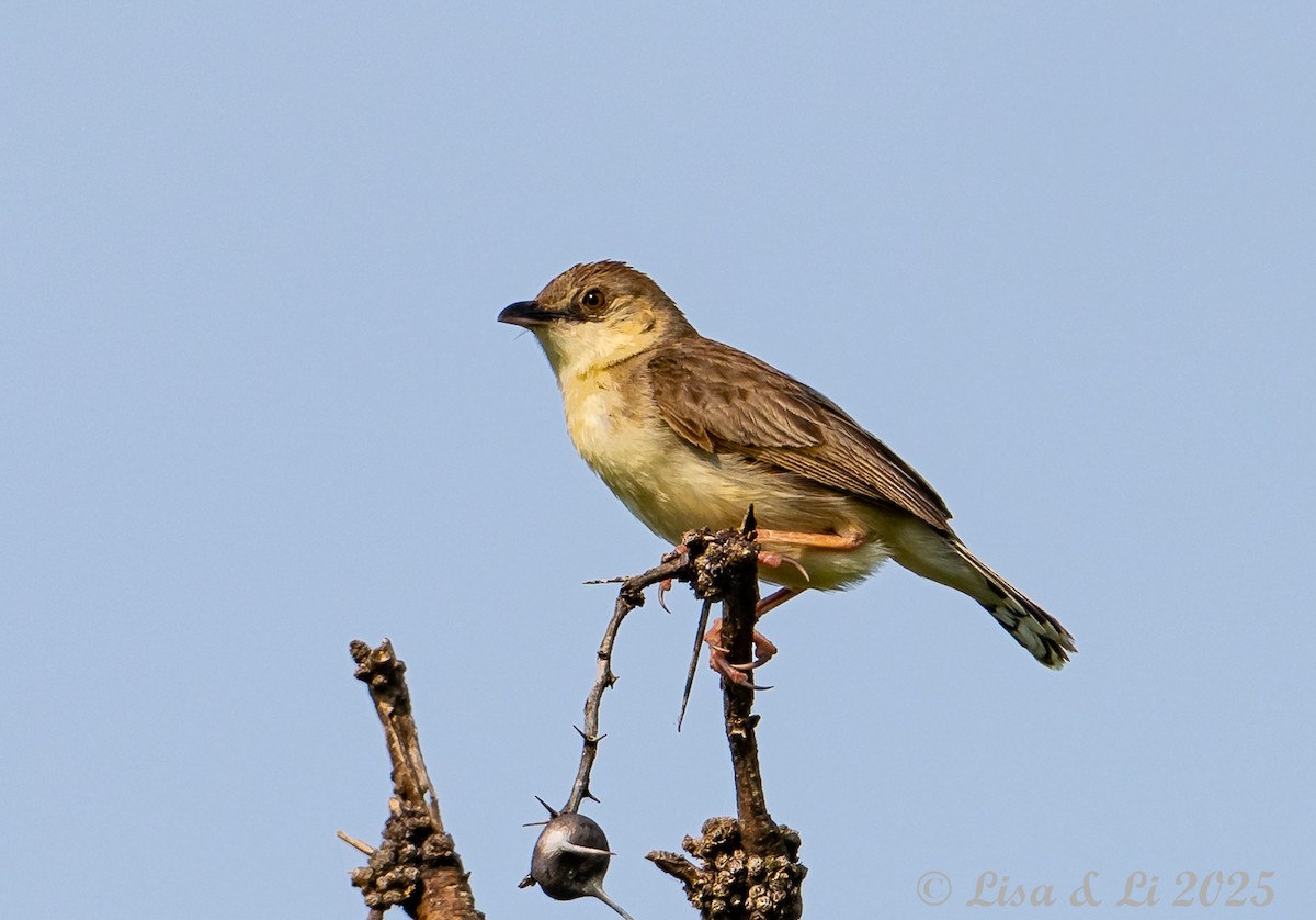 Croaking Cisticola - ML640923575