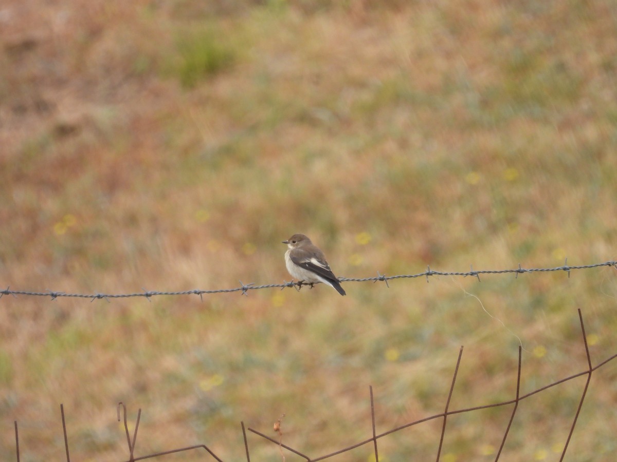 European Pied Flycatcher - ML640923577