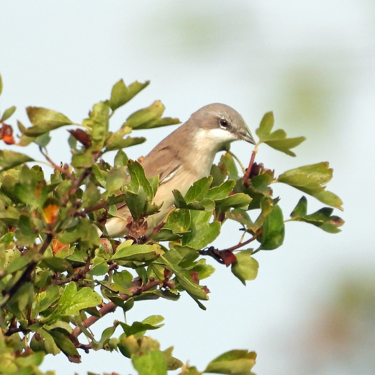 Fauvette grisette - ML640923584