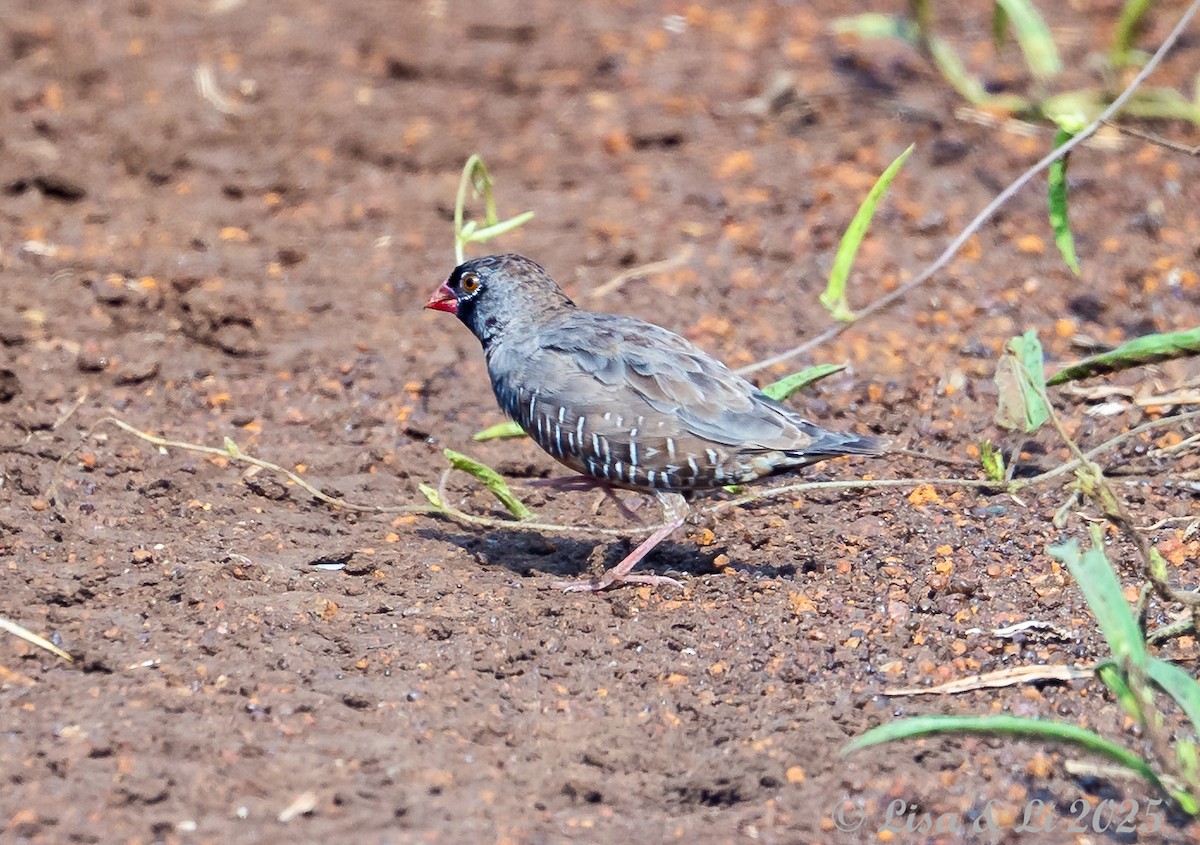 Quailfinch (Black-faced) - ML640923589