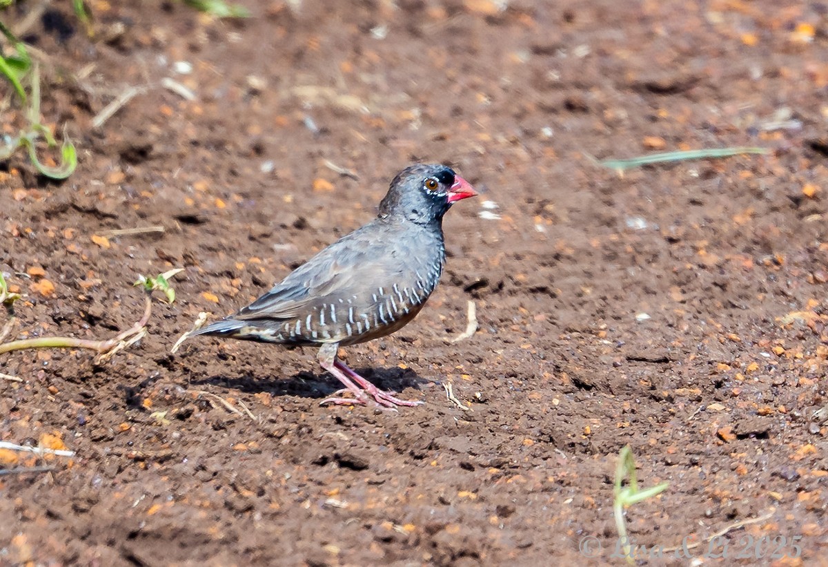 Quailfinch (Black-faced) - ML640923590