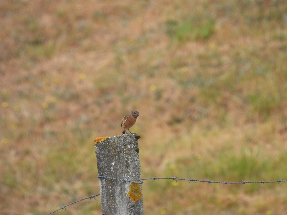European Stonechat - ML640923591