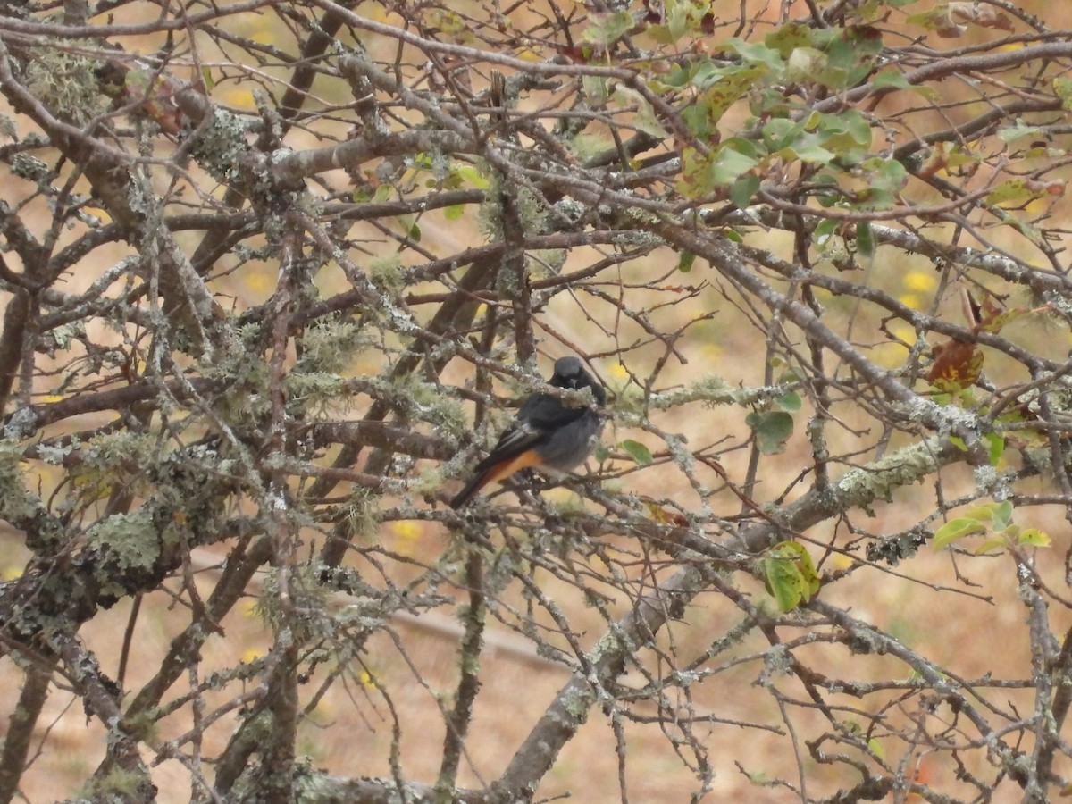 Black Redstart - ML640923594