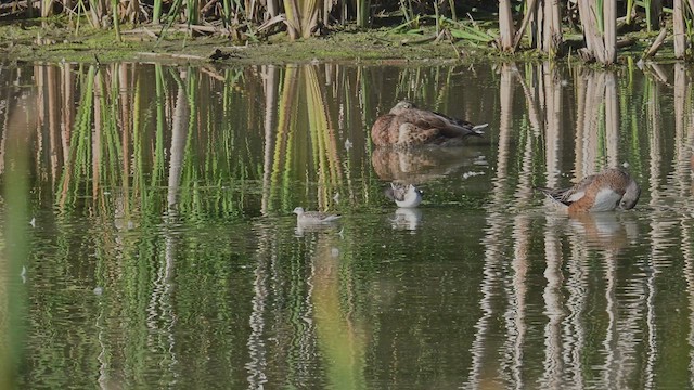 Wilson's Phalarope - ML640923607