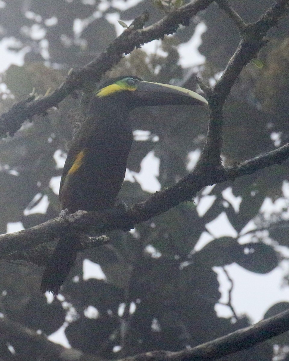 Yellow-eared Toucanet - ML640923628