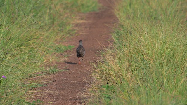 Clapperton's Spurfowl - ML640923674