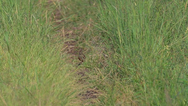 Harlequin Quail - ML640923704