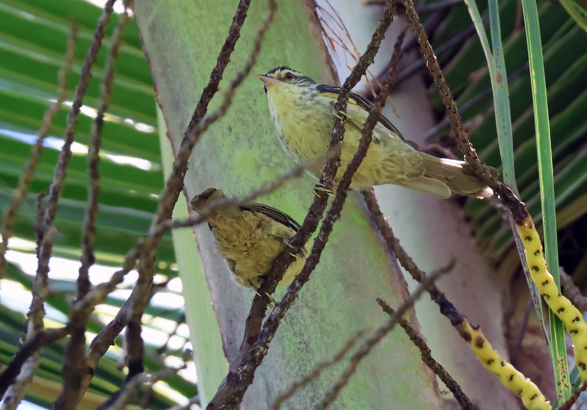 Double-banded Graytail - ML640923705