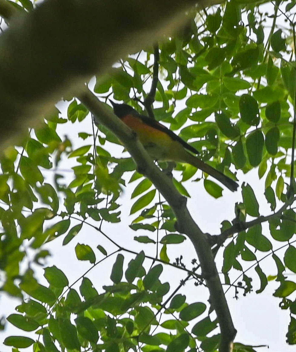 Small Minivet - ML640923707