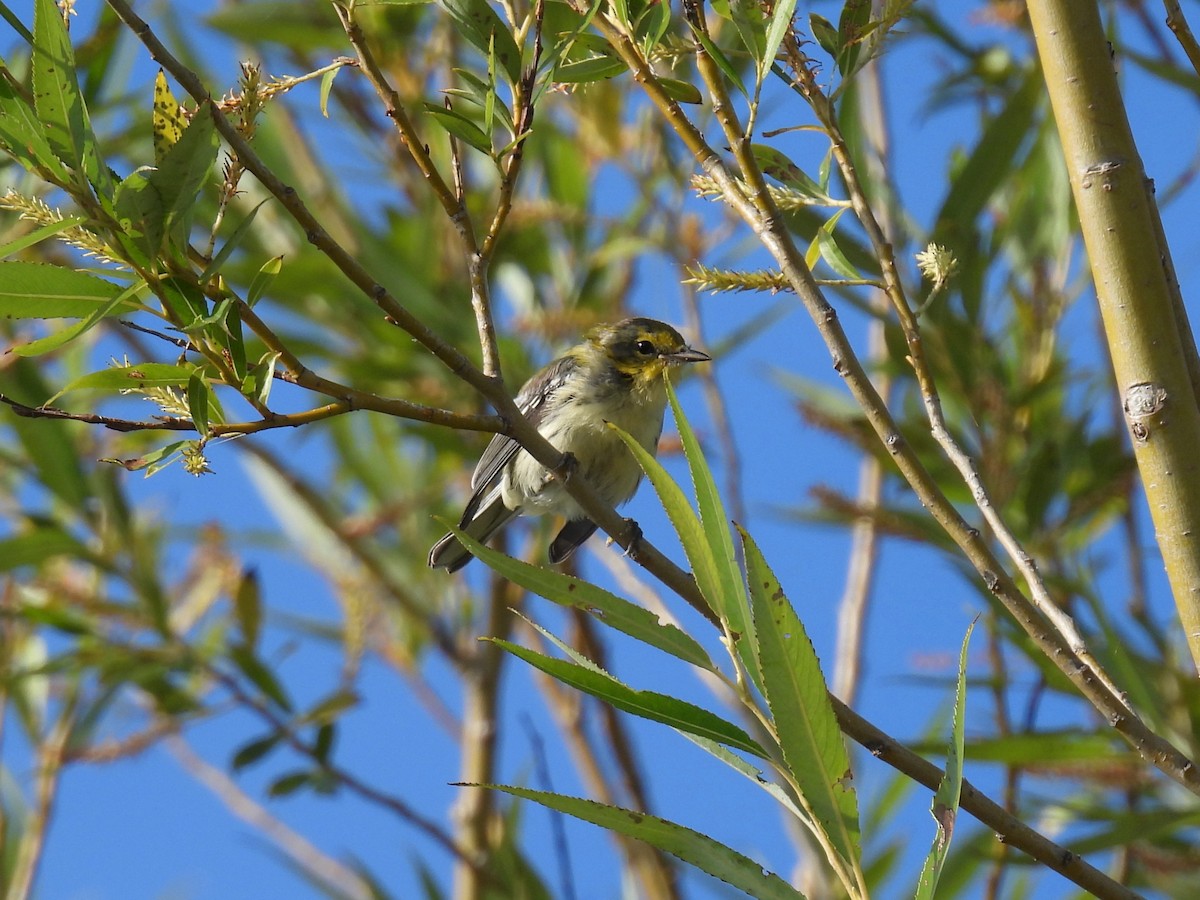 Black-throated Green Warbler - ML640923744