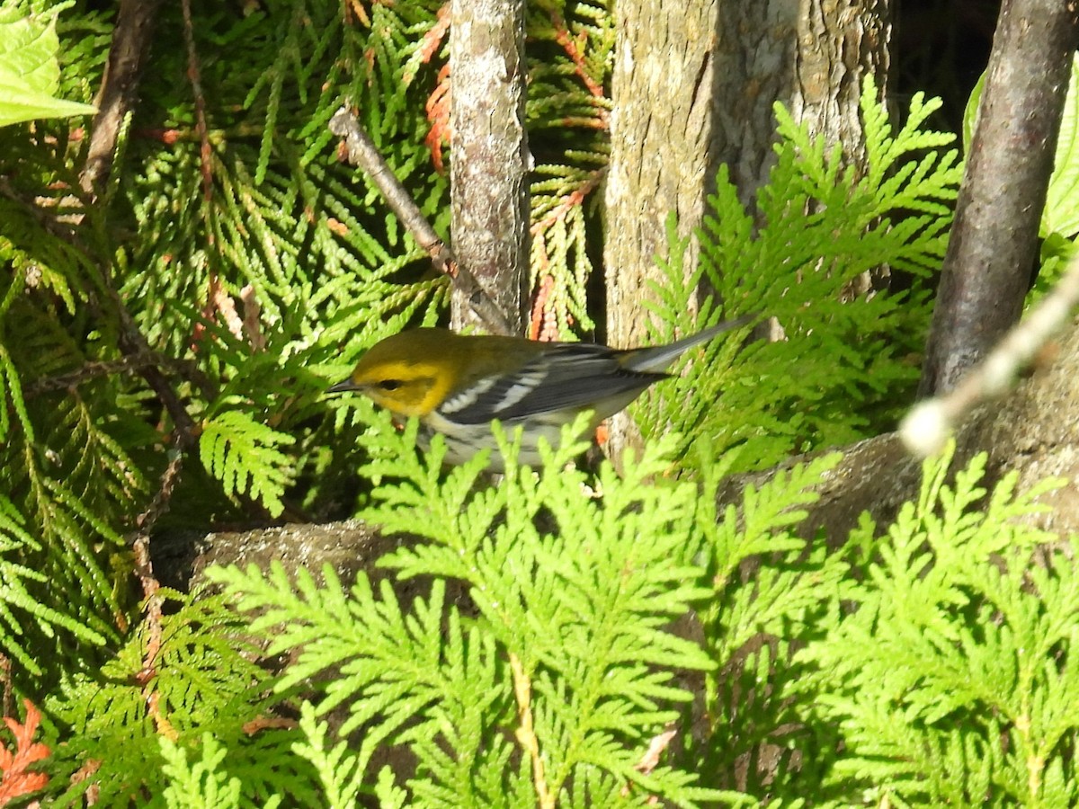 Black-throated Green Warbler - ML640923746