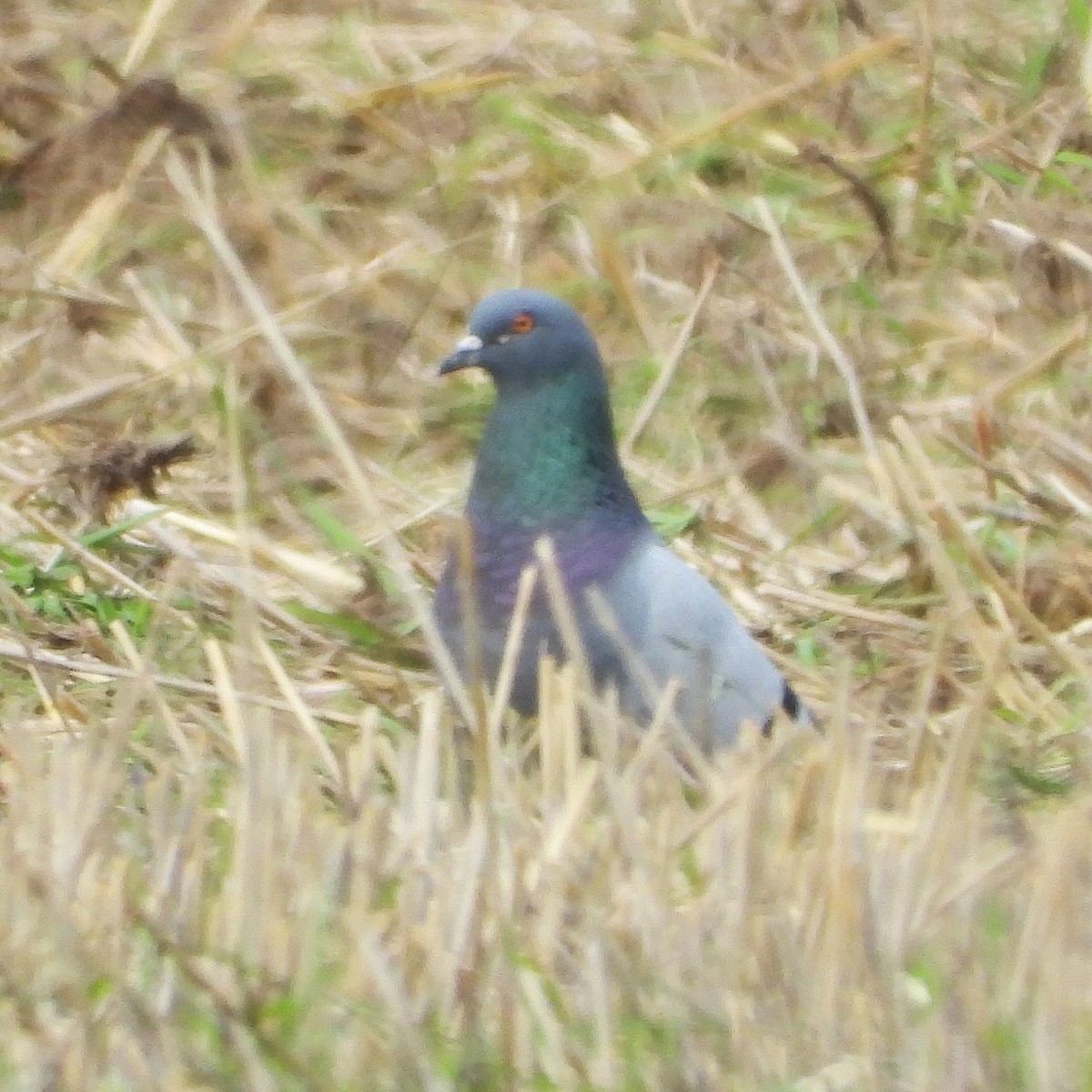 Pigeon biset (forme domestique) - ML640923748