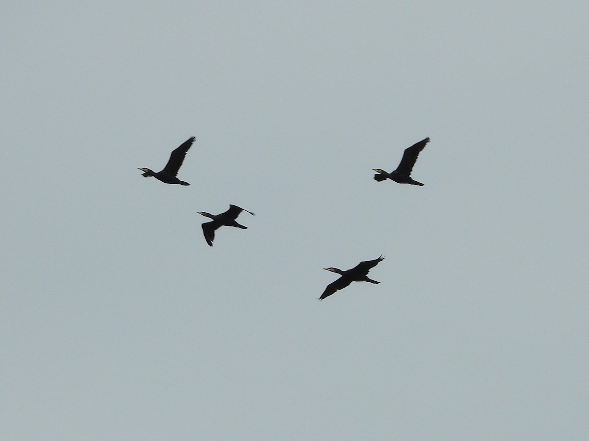 Grand Cormoran - ML640923758