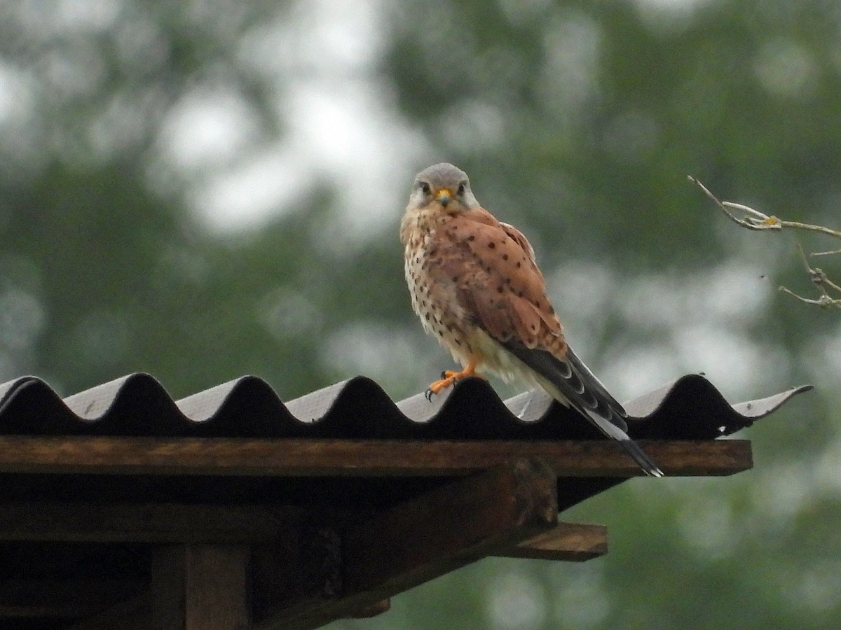 Faucon crécerelle - ML640923790