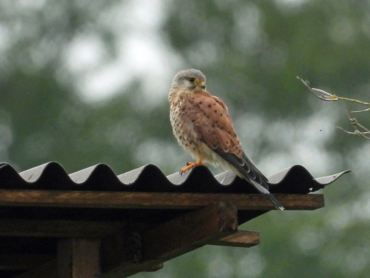 Faucon crécerelle - ML640923791