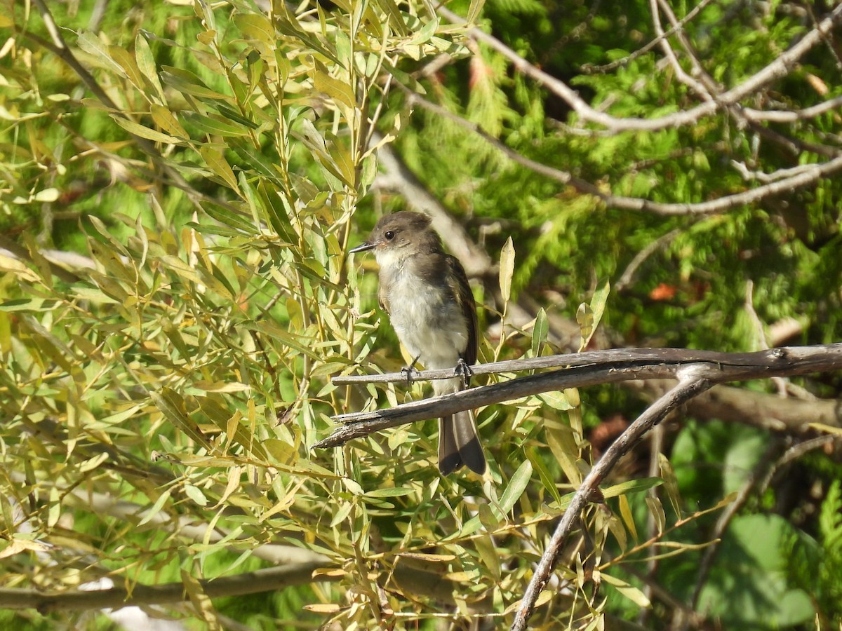 Eastern Phoebe - ML640923799