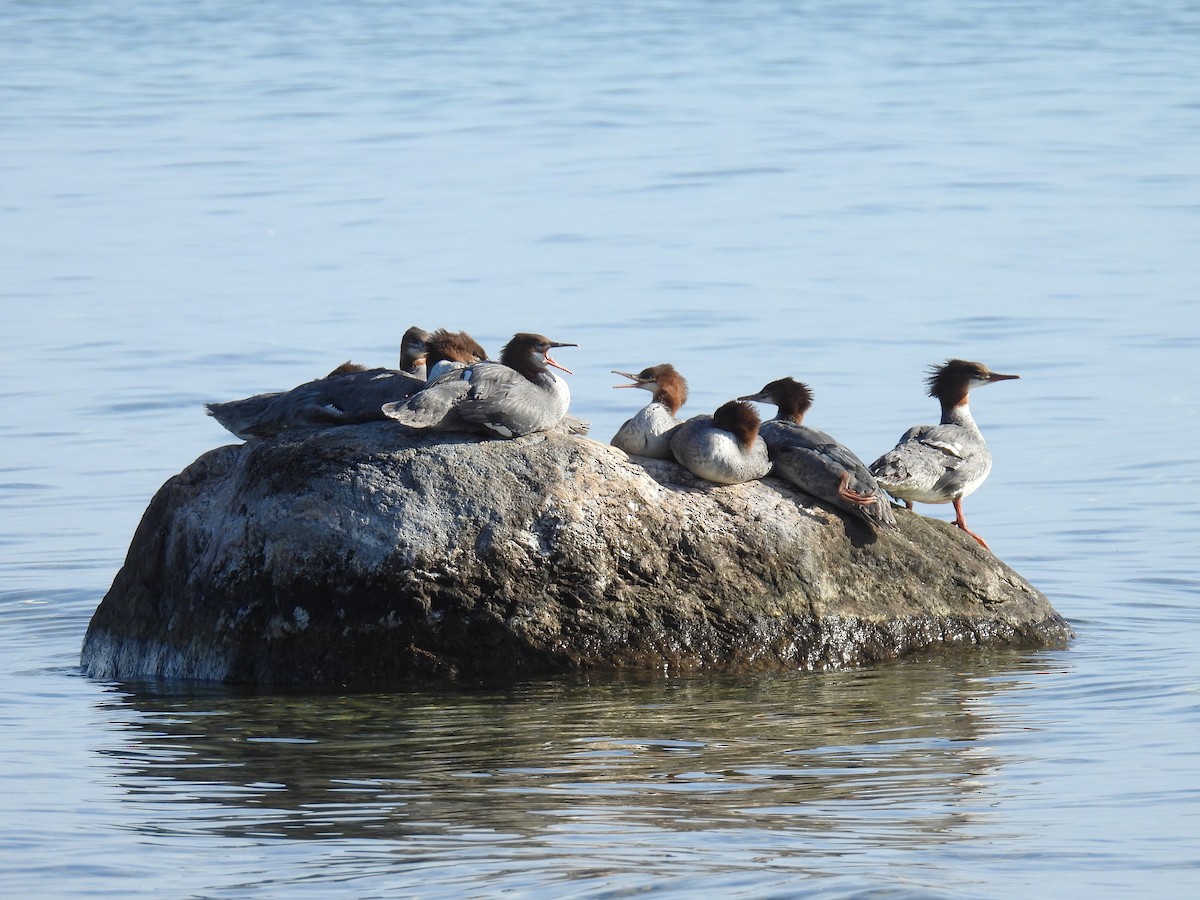 Common Merganser - ML640923807